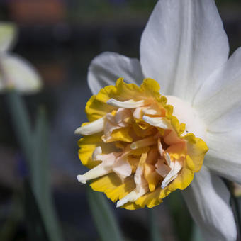 Narcissus 'Petit Four'