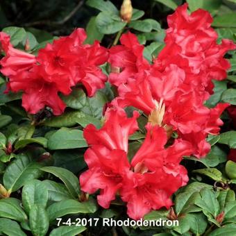 Rhododendron/Azalea