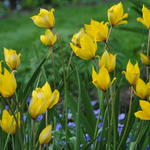 Tulipa sylvestris - Wilde tulp, Bostulp
