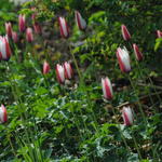 Tulipa clusiana - Tulp