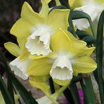Narcissus 'Intrigue' - Narcis