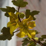 Fremontodendron californicum - Flanelstruik