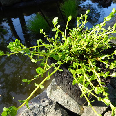 Rotala - Rotala rotundifolia 'Green'