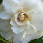 Camellia japonica 'Dahlonega' - Camelia, dwergcamelia
