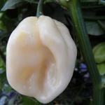 Capsicum chinense 'White Habanero' - Chilipeper
