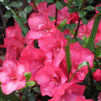 Rhododendron 'Anouk'