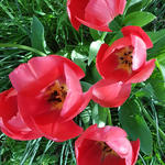 Tulipa 'Mystic van Eijk' - Tulp