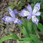 Iris cristata - Dwergiris