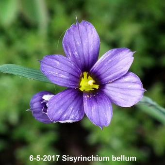 Sisyrinchium bellum