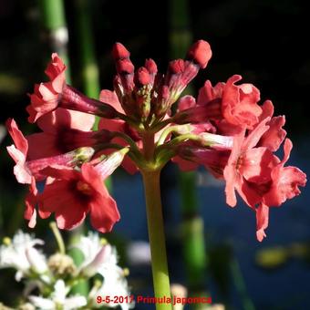 Primula japonica