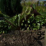 Chloranthus fortunei - Chloranthus