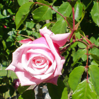 Rosa 'Coral Dawn'