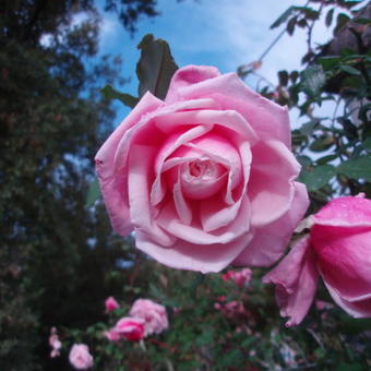 Rosa 'Coral Dawn'