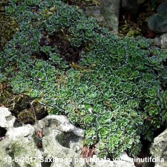 Saxifraga paniculata var. minutifolia