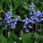 Hyacinthoides hispanica - Wilde hyacint, Boshyacint, Spaanse hyacint