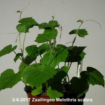 Melothria scabra