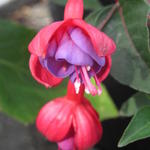 Fuchsia 'Heidi Ann' - Bellenplant