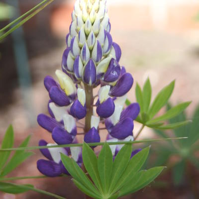 lupine - Lupinus  russell 'The Governor'