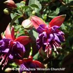 Fuchsia 'Winston Churchill' - Bellenplant