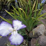 Iris ensata 'Gracieuse' - Japanse iris