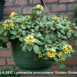 Lysimachia procumbens 'Golden Globes' - Wederik