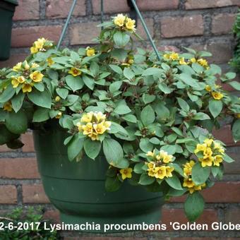 Lysimachia procumbens 'Golden Globes'