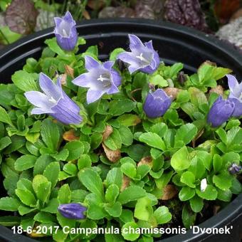 Campanula chamissonis 'Dvonek'