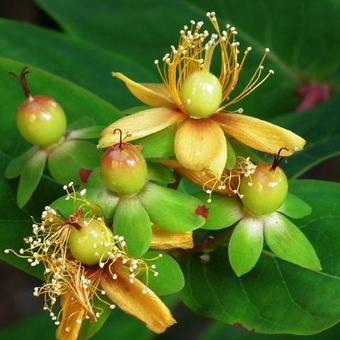 Hypericum