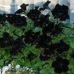 Petunia 'Black Velvet' - Petunia
