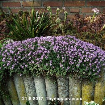 Thymus praecox