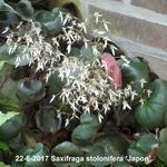 Saxifraga stolonifera 'Japon' - Moederplantje