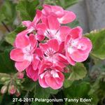 Pelargonium 'Fanny Eden' - Geranium
