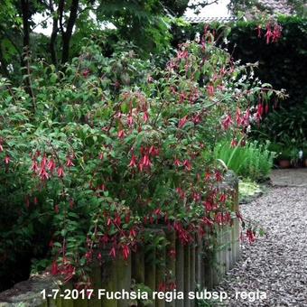 Fuchsia regia subsp. regia