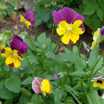Viola cornuta 'Bambini'