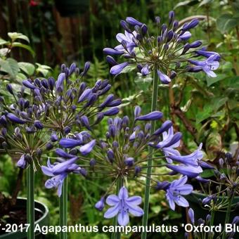 Agapanthus campanulatus 'Oxford Blue'