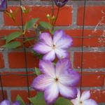Clematis 'Pernille' - Bosrank