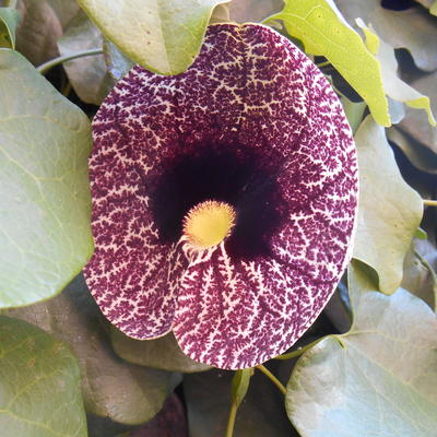 Duitse pijp - Aristolochia macrophylla