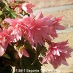 Begonia 'ORCHID Pink' - Begonia