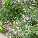 Salvia greggii `Stormy Pink' - Salie