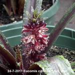 Eucomis comosa 'Dark Star' - Kuiflelie/ ananasplant