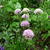 Allium senescens subsp. montanum 'Summer Beauty'