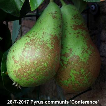 Pyrus communis 'Conference'