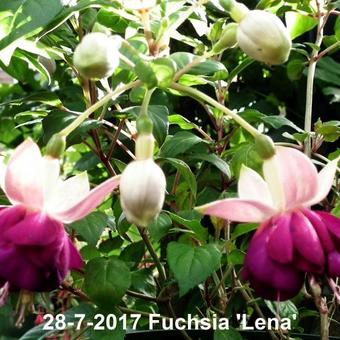 Fuchsia 'Lena'