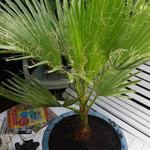 Washingtonia robusta  - Mexicaanse waaierpalm