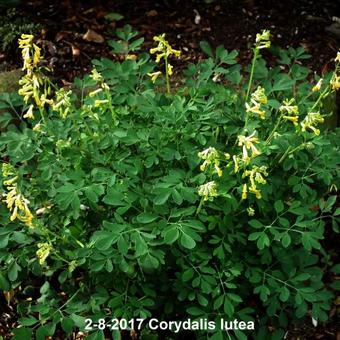 Corydalis lutea