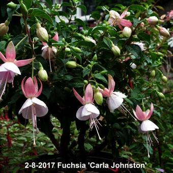 Fuchsia 'Carla Johnston'
