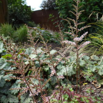 Astilbe x arendsii 'Beauty of Ernst'