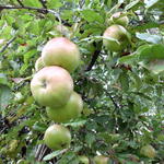 Appel - Malus domestica ´Idared´