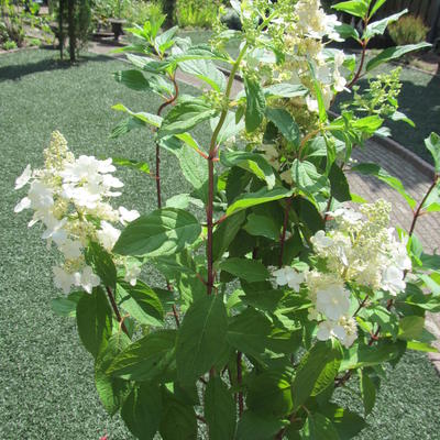 Pluimhortensia - Hydrangea paniculata 'Tardiva'