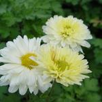 Chrysanthemum indicum 'Poesie' - Chrysant - Chrysanthemum indicum 'Poesie'